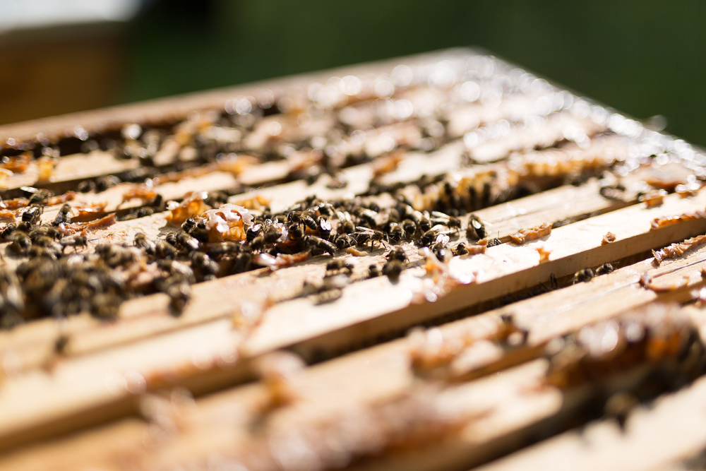 Bienenvolk auf Bienenstock