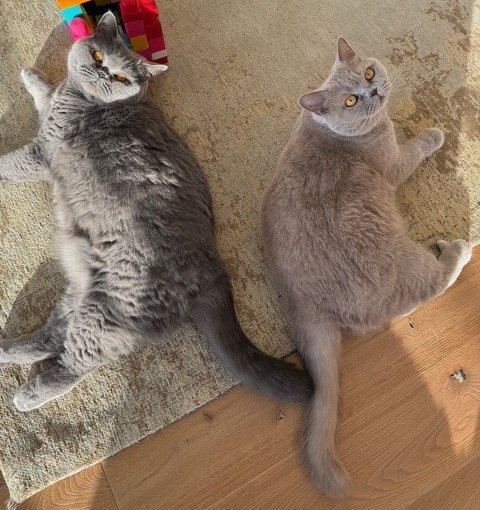 Foto von Lotte und Leilah; Katze