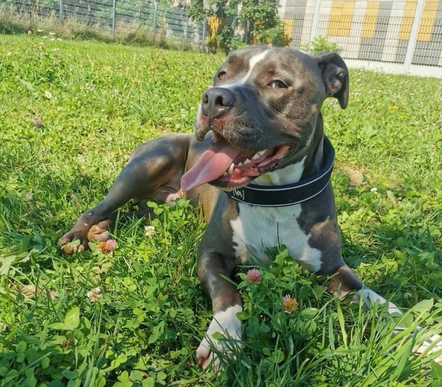 American Bully Pablo