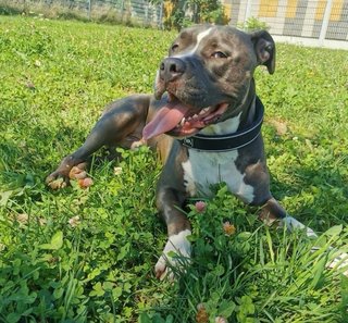 American Bully Pablo