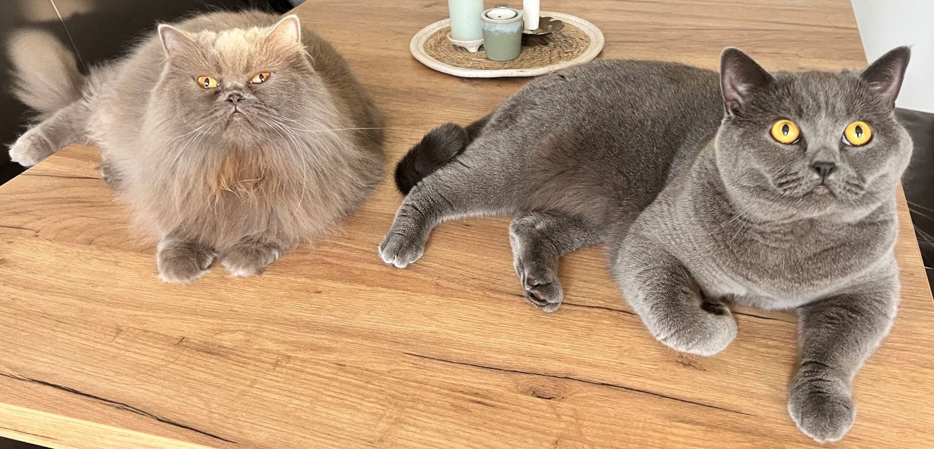 Foto von Kiwi und Coco; Katze