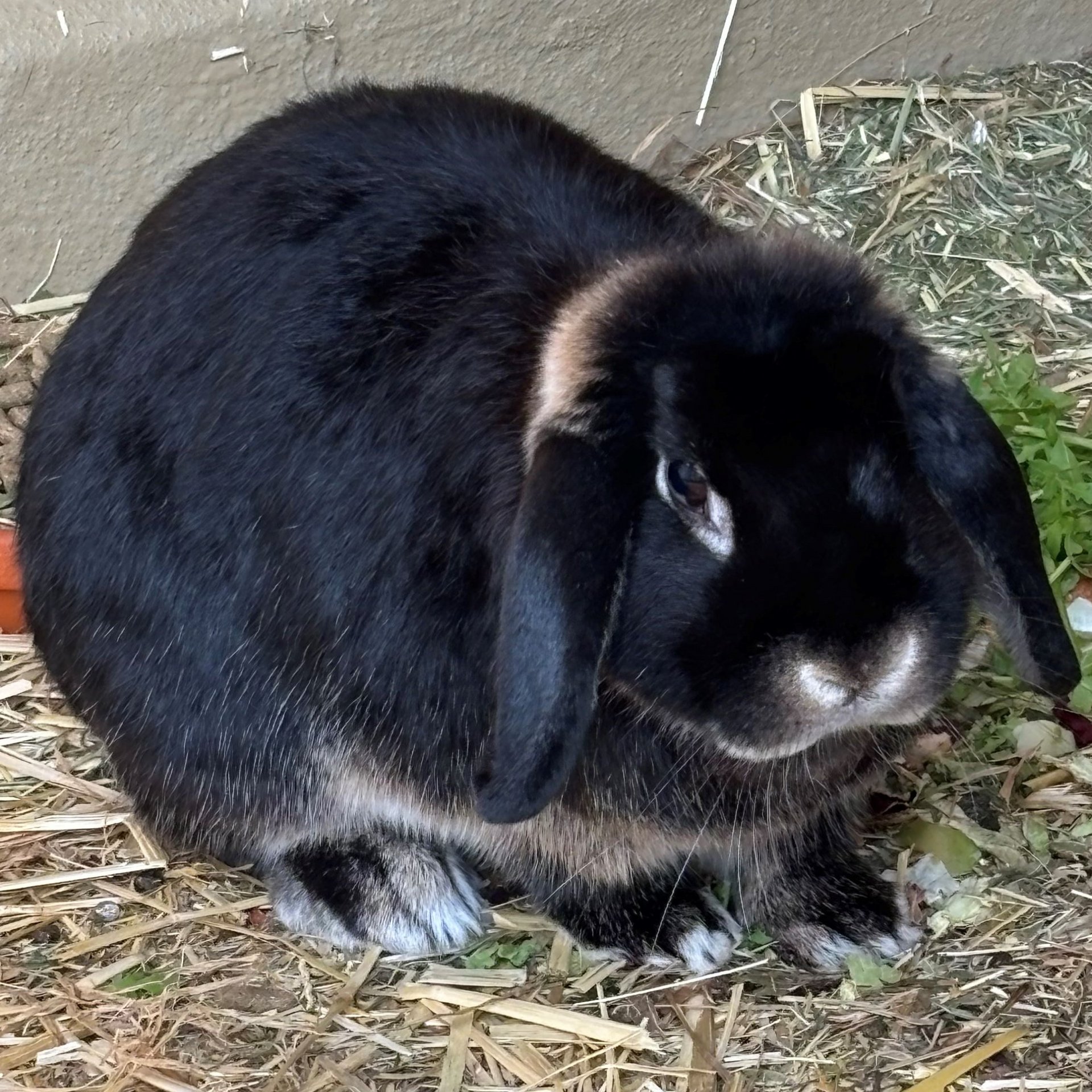 Foto von Benno; Kaninchen