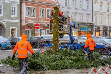 Tiergarten Anlieferung Christbaum