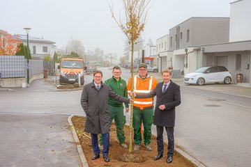 Baumpflanzung Sonnenpark Rabl Kroiß