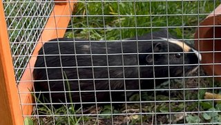 Meerschweinchen Lucky