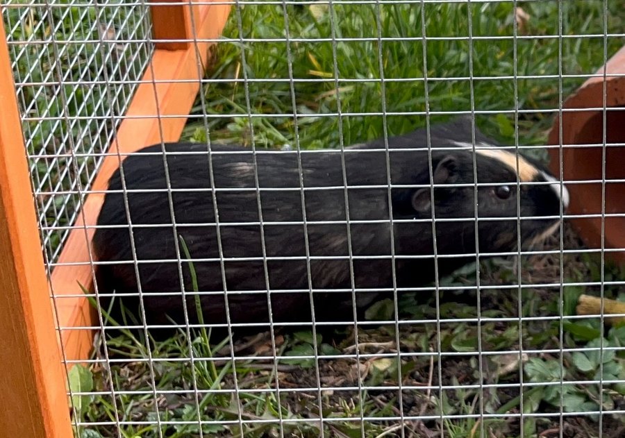 Meerschweinchen Lucky