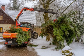 Tiergarten Anlieferung Christbaum