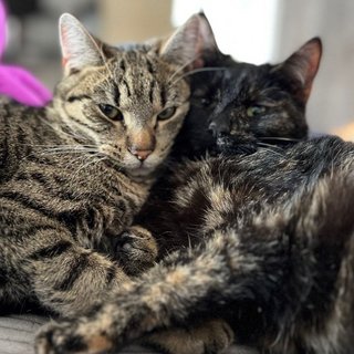 Foto von Samy und Lucy; Katze