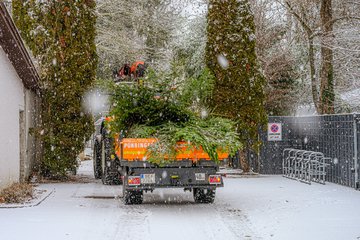 Tiergarten Anlieferung Christbaum