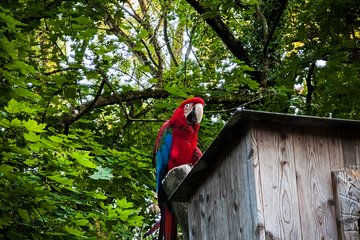 Tiergarten Sommerfest