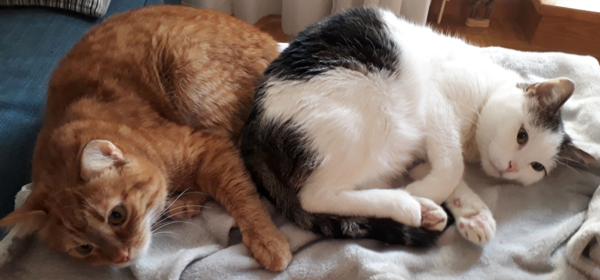 Foto von Lola und Whisky; Katze