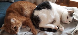 Foto von Lola und Whisky; Katze