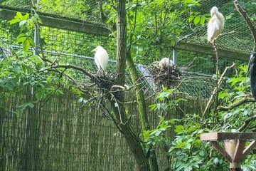 Tiergarten Jungtiere