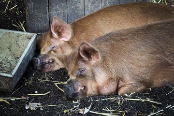 Tiergarten Sommerfest