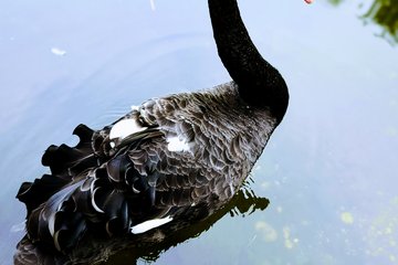 Tiergarten Sommerfest