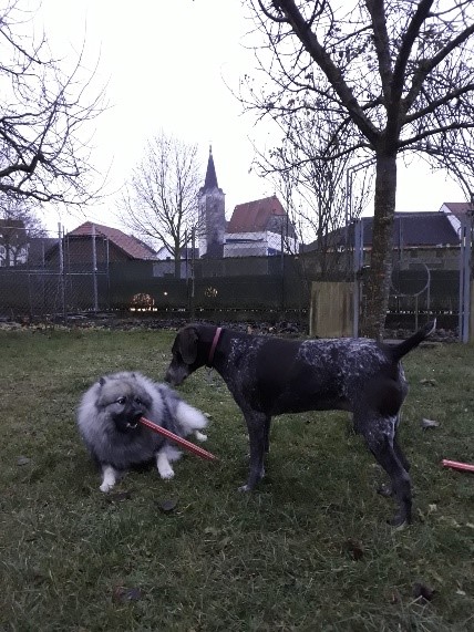 Tisa beim Spielen mit anderem Hund